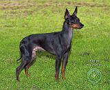 English Toy Terrier 9R087D-17